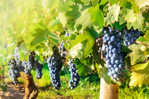 Wine grapes at a vineyard right before the autumn harvest, toned image, selective focus