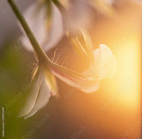 Nice flower in sunset rays with macron view inside.
