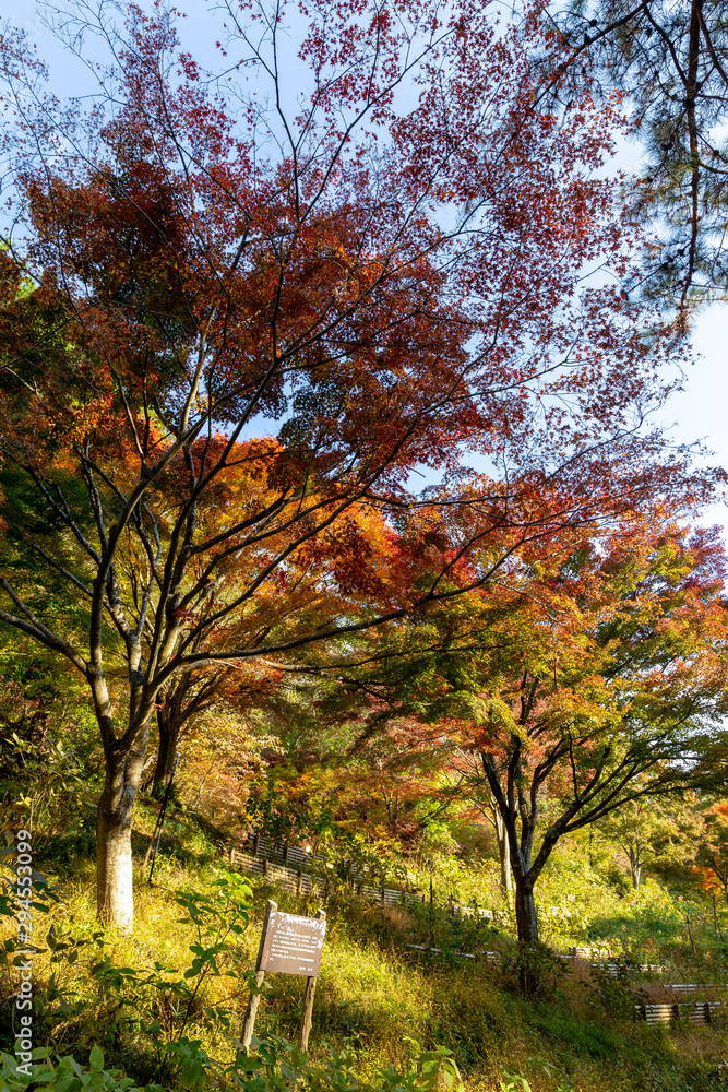 日本の秋の風景、もみじと色づき始めた山々