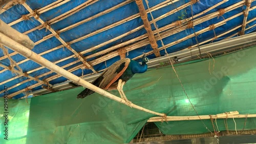 PEACOCK SITTING ON A BAMBOO BAR UNDER A SHED photo