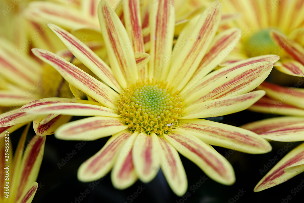 Yellow Gazania or Treasure flower in full bloom, Gazania rigens, Gazania splendens in autumn garden. Yellow Gazania or Treasure flower in full bloom, Gazania rigens, Gazania splendens in autumn garden.