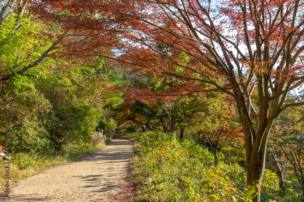 Obraz premium 日本の秋の風景、もみじと色づき始めた山々