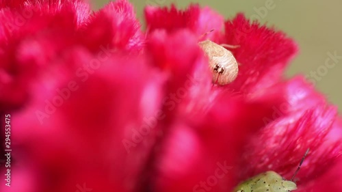 Small stinking martin insect in red velvet flower, close up shot. Celosia argentea, commonly known as the plumed cockscomb or silver cock's comb. photo