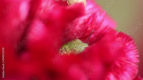 Small stinking martin insect in red velvet flower, close up shot. Celosia argentea, commonly known as the plumed cockscomb or silver cock's comb. photo