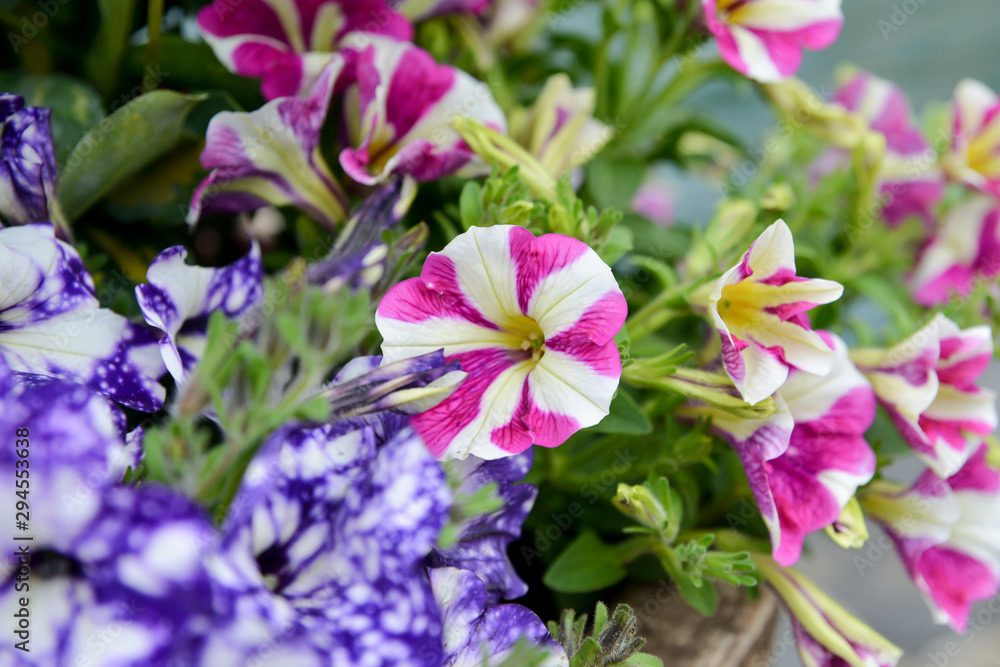 Beautiful purple flowers in the garden Beautiful purple flowers in the garden