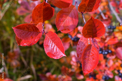 Red chokeberry leaves glisten under the autumn sun