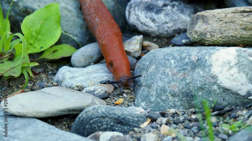 Close up large red slug Close up large red slug