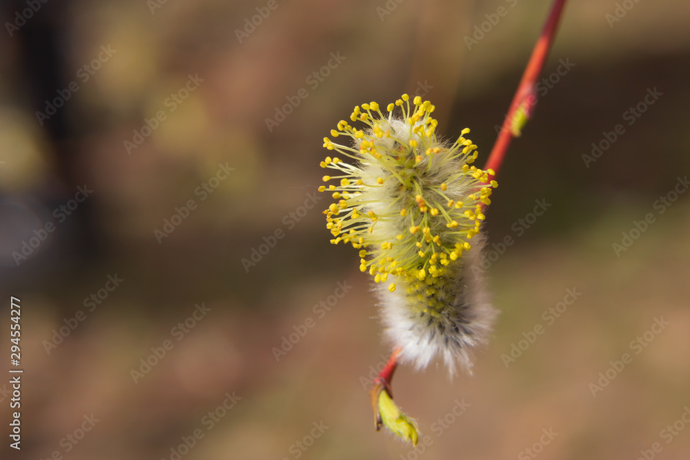 willow branch (Salix acutifolia) with buds willow branch (Salix acutifolia) with buds