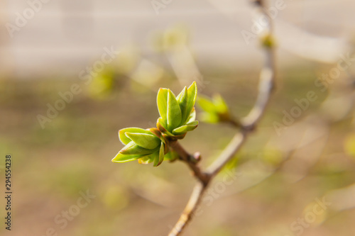 branch of lilac (Syringa vulgaris) with blooming buds