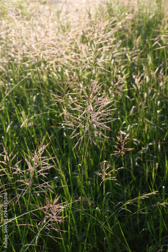 grass in the wind grass in the wind