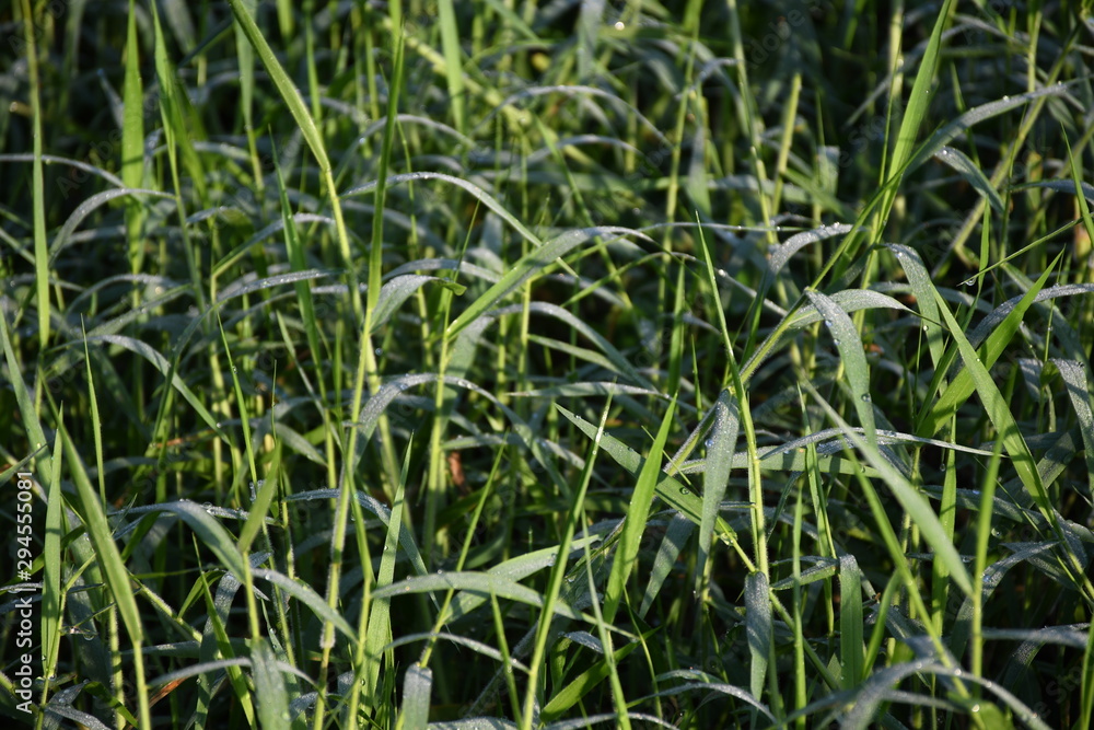 Obraz premium dew on grass