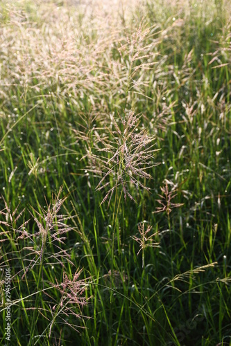 grass in the wind