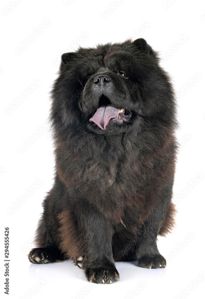 Obraz premium black chow chow