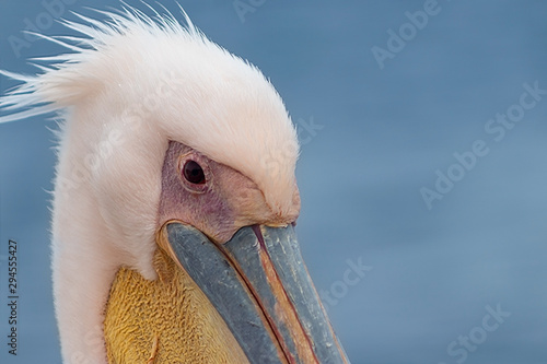 Beautiful pink pelican bird. Natural wildlife shot in Namibia. Pelican with ocean sea background. Wild animal in nature. Close up of nature