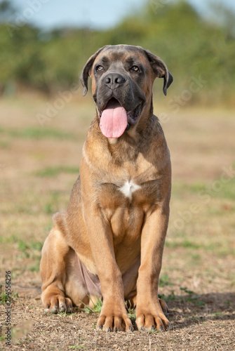 puppy cane corso