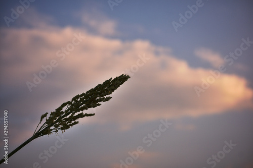 grass and blue sky photo