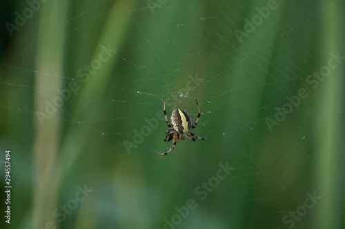 spider on a web photo