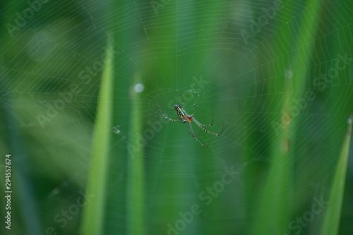 spider on a leaf photo