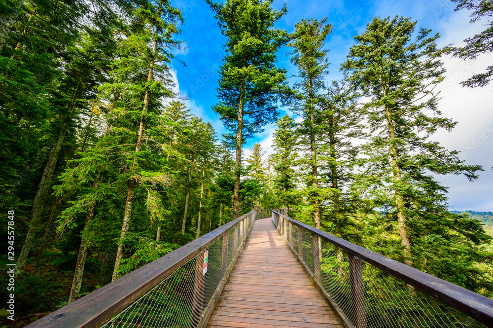 Obraz premium Treetop walk in Black Forest with 40m high Lookout tower located at Sommerberg, Bad Wildbad - Travel destination in Germany