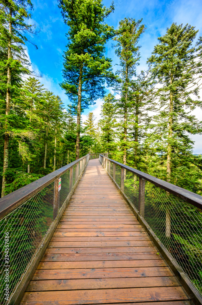 Obraz premium Treetop walk in Black Forest with 40m high Lookout tower located at Sommerberg, Bad Wildbad - Travel destination in Germany