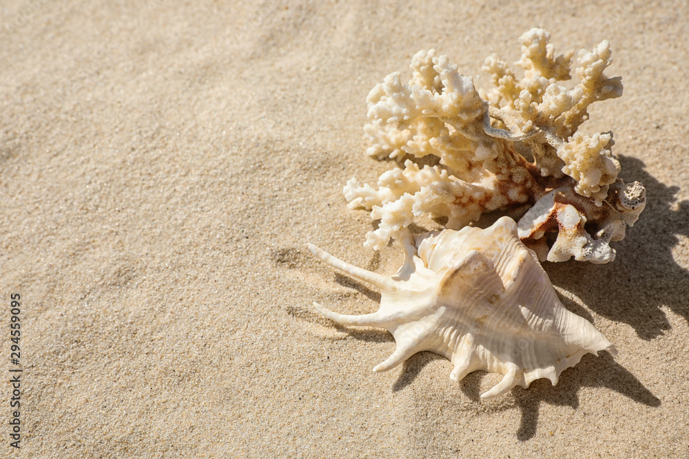 Seashell and coral on beach sand. Space for text Seashell and coral on beach sand. Space for text