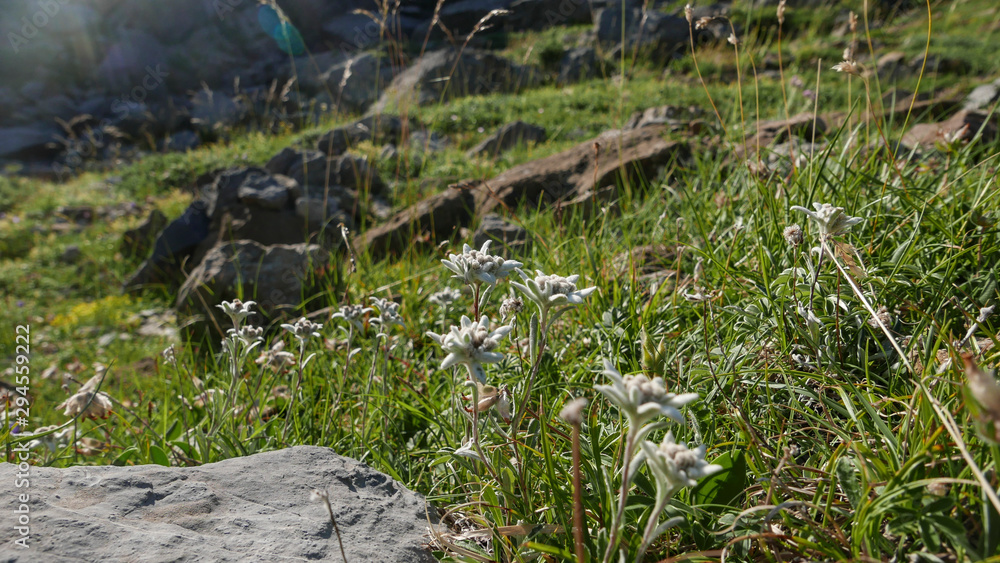 Edelweiss flower in mountain grass Edelweiss flower in mountain grass