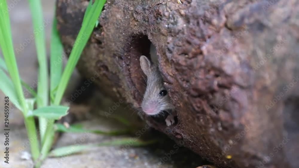 Mouse looking for food in urban house garden. Mouse looking for food in urban house garden.