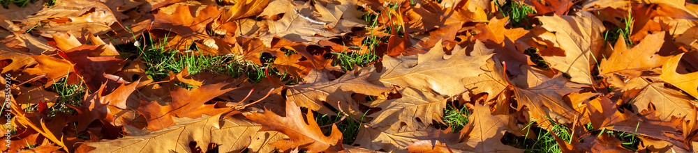 Panorama Web Banner Golden Autumn Fall Leaves Panoramic Background Panorama Web Banner Golden Autumn Fall Leaves Panoramic Background
