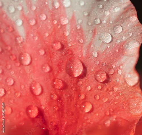 Drops of water on a petal of azalea close-up. Moisturizing. Tenderness.