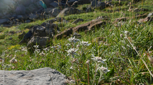 Edelweiss flower in mountain grass