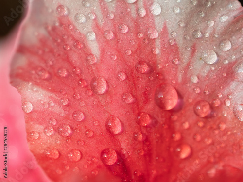 Drops of water on a petal of azalea close-up. Moisturizing. Tenderness. © Elena