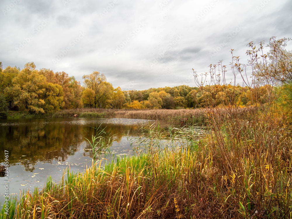 Fototapeta premium Autumn, trees, Park, pond, landscape.