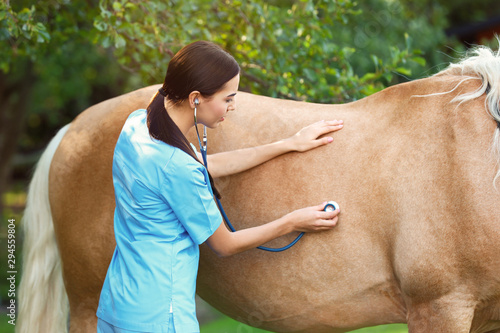 Fototapeta Naklejka Na Ścianę i Meble -  Young veterinarian examining palomino horse outdoors on sunny day