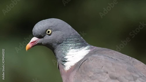 Woodpigeon looking for food in urban house garden. photo