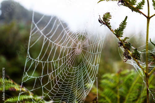 Autumn spiderwebs on Bracken