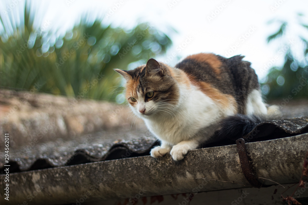 cat on the roof cat on the roof