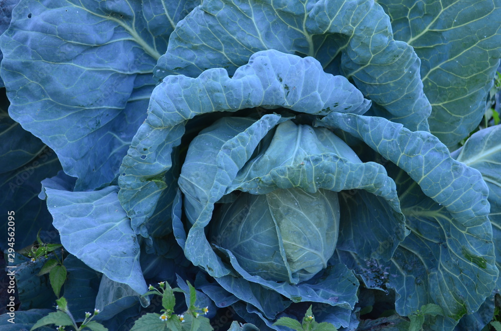 Obraz premium green leaves of curly cabbage in the garden