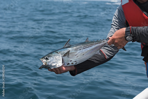 small fished tuna off the island cebaco panama photo