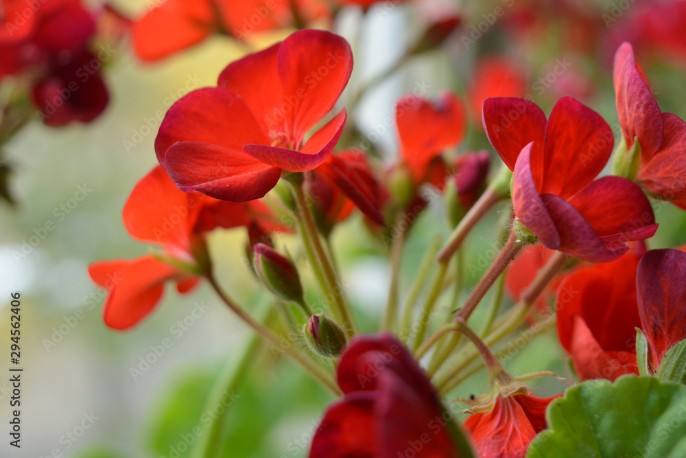 Red bright beautiful flowers of pelargonium (geranium) Red bright beautiful flowers of pelargonium (geranium)