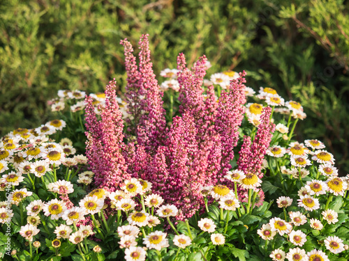 Fotografija Flowerbeds with colorful flowers