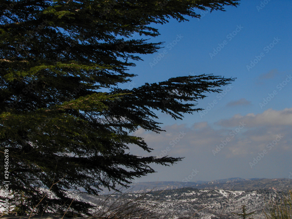 Arz al Barouk Lebanon cedars snow season Stock Photo Adobe Stock