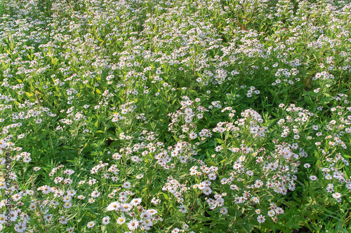 Summer field flower chamomile pattern