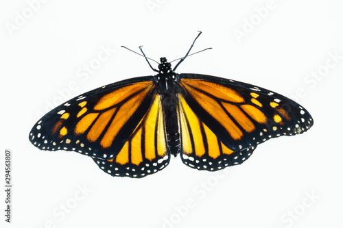Living female Monarch butterfly (Danaus plexippus) resting with opened wings and isolated against a white background.