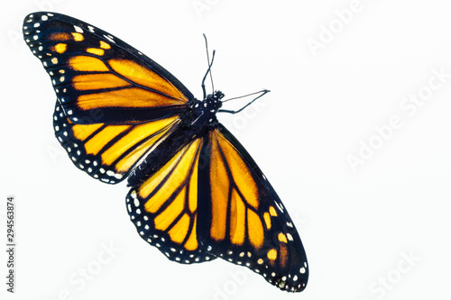 Living female Monarch butterfly (Danaus plexippus) resting with opened wings and isolated against a white background. © Stefan Mokrzecki