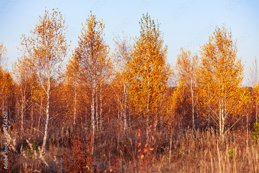 Fototapeta premium Title: Autumn in a birch forest.