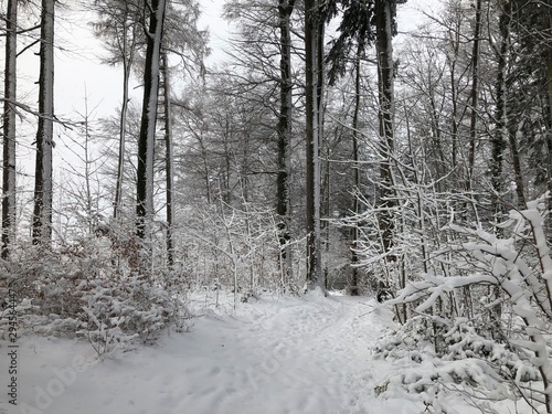 forest in winter