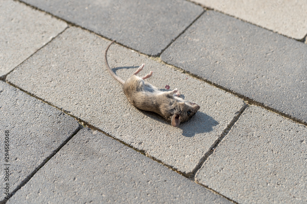 Dead little mouse lying on the sidewalk in the afternoon