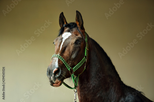 Valokuva Dressage race horse portrait indoor stable