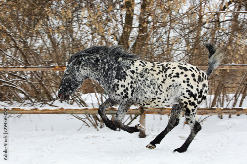 Curly rare spotted horse breed galloping in winter ranch