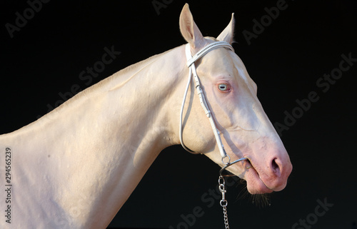 Obraz na plátně Blue-eyed Cremello akhal-teke horse